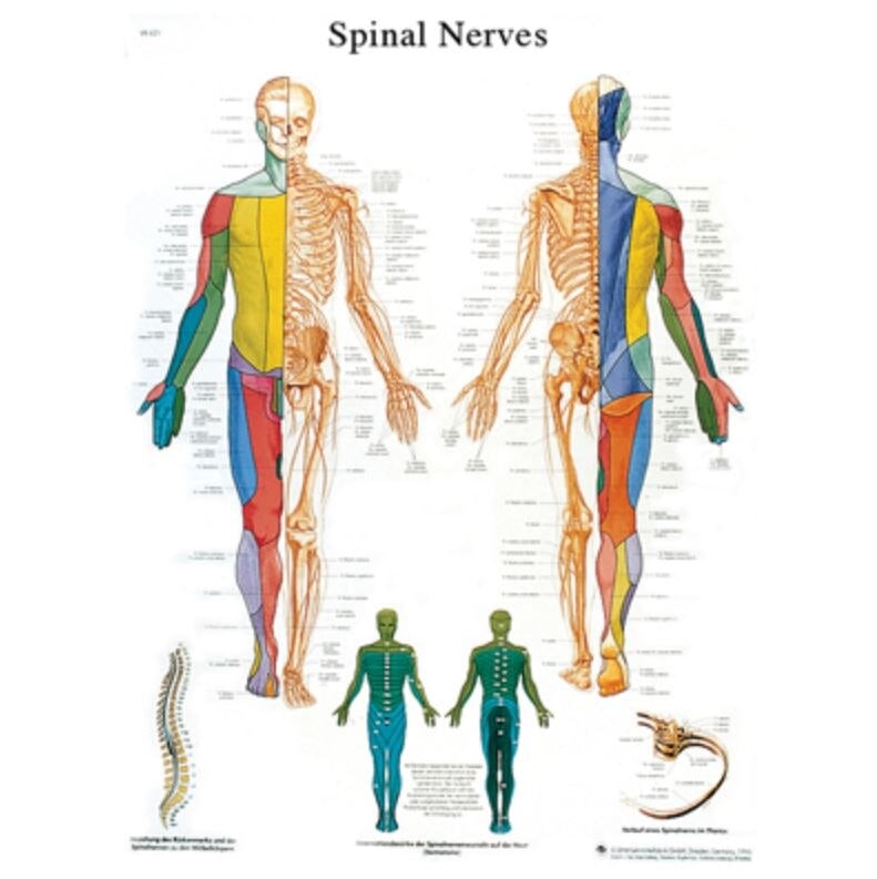 3B Scientific Spinal Nerves Anatomical Chart, 20" x 25", Each