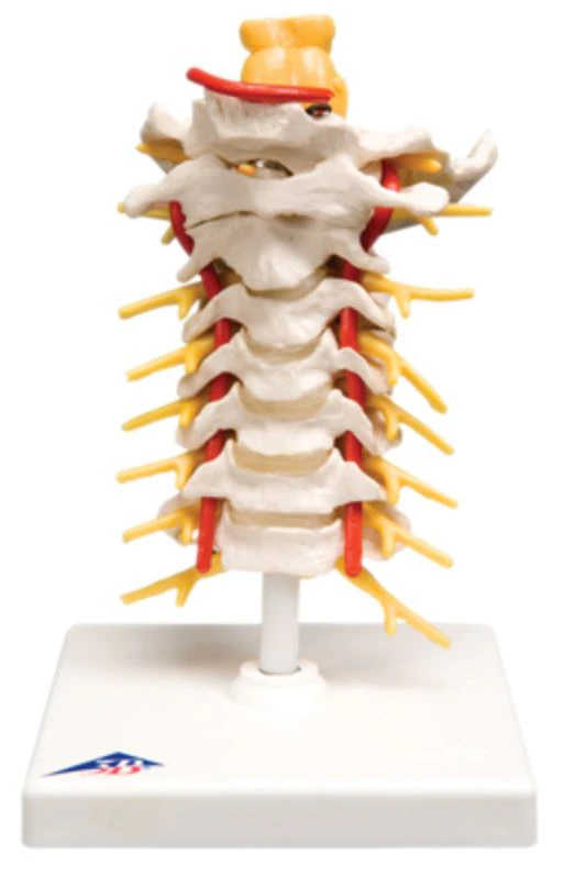 3B Scientific Cervical Spinal Column Anatomical Model