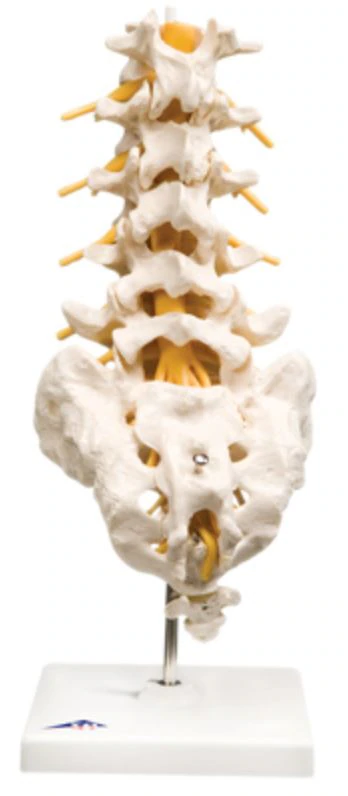 3B Scientific Lumbar Spinal Column Anatomical Model