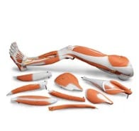 Nasco Healthcare Dissectable Muscled Leg Anatomical Model with Stand, 30-1/4 x 10-1/4 x 10-1/4 in
