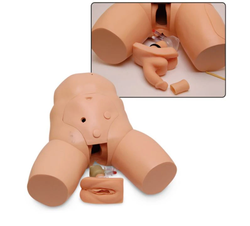 Nasco Healthcare Catheterization Trainer