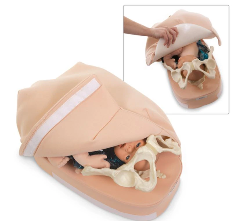 Nasco Healthcare Abdominal Palpation Demonstration Model (Simulator Abd Palpation F)