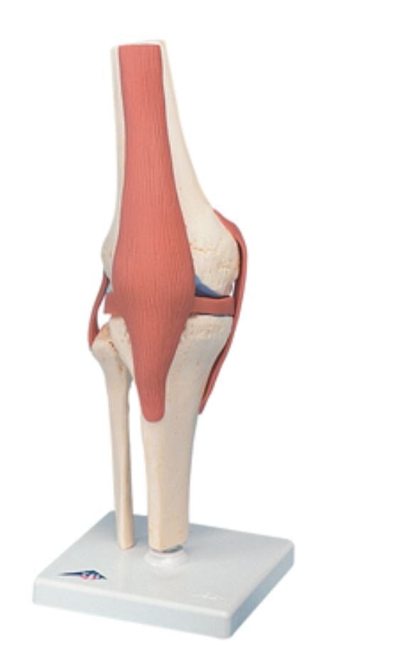 3B Scientific Functional Knee Joint Anatomical Model, Mounted, 5.2 x 5.2 x 14.2 in