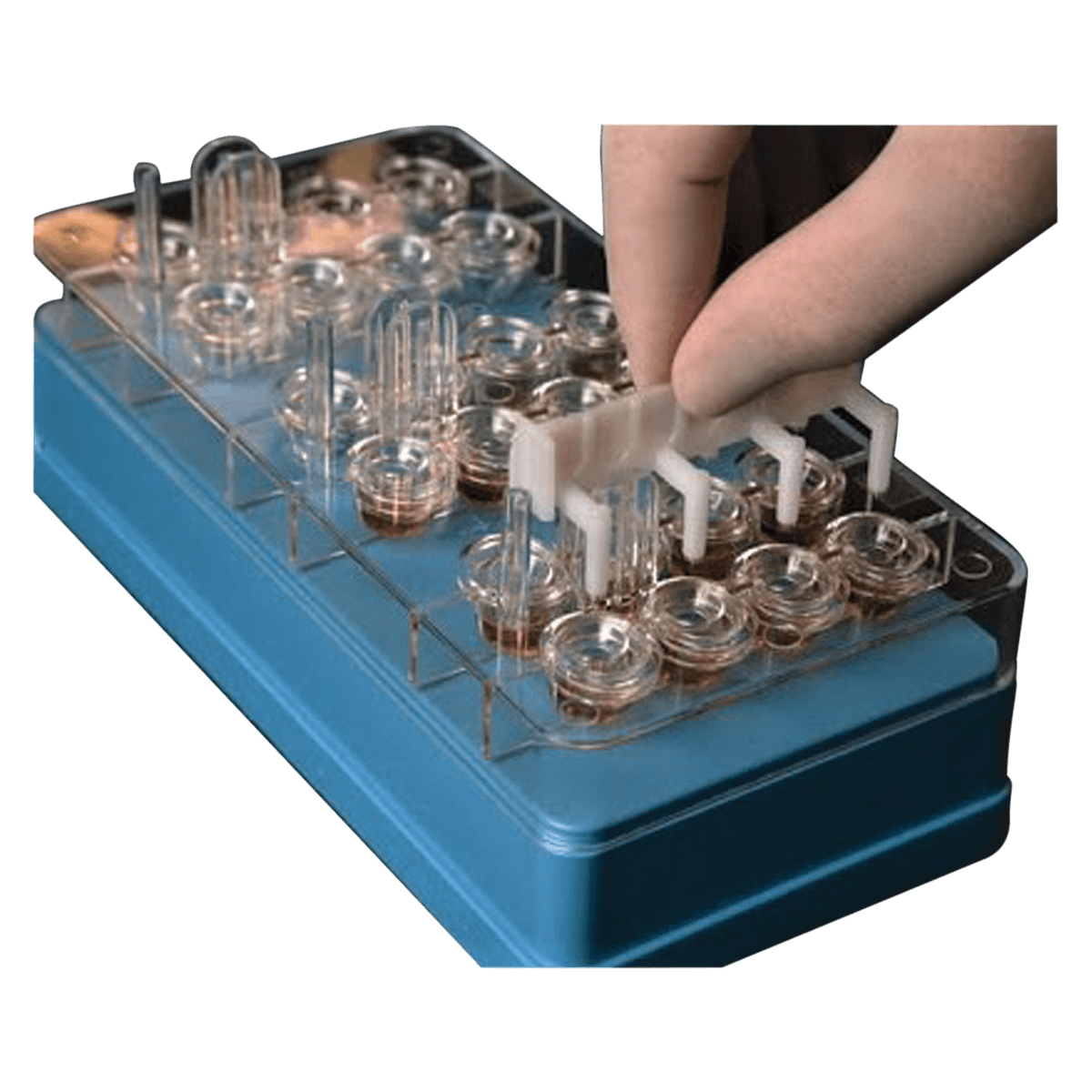 Lincoln Dip-Well Tray for 8-Prong Applicators with Cover, 24 Wells, Single