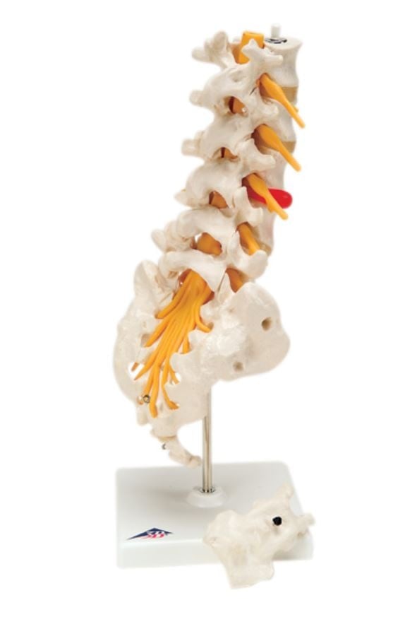 3B Scientific Lumbar Spinal Column Model, Educational Demonstration Model