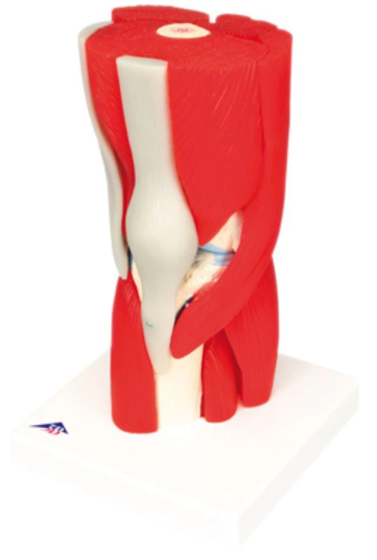 3B Scientific Knee Joint Anatomical Model, 12-Part with Removable Muscles