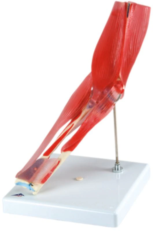 3B Scientific Elbow Joint Anatomical Model, 8-Part with Removable Muscles