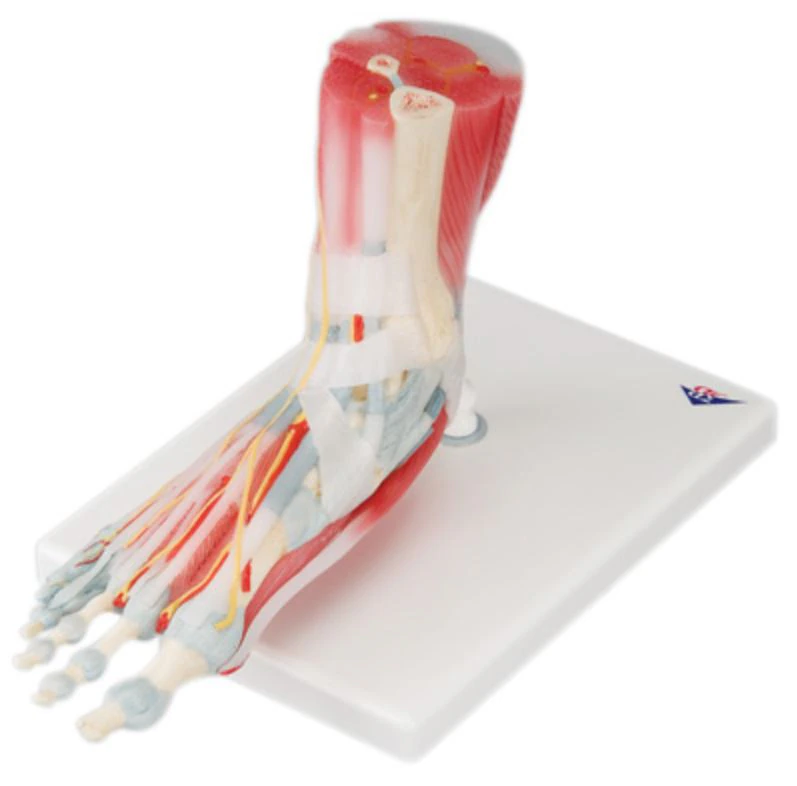 3B Scientific Foot Skeleton Anatomical Model