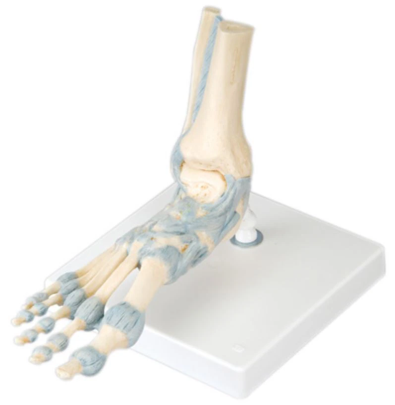 3B Scientific Foot Skeleton Anatomical Model