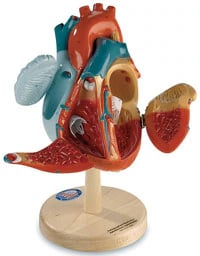 Denoyer-Geppert Heart of America Anatomical Model, 2x Life-Size