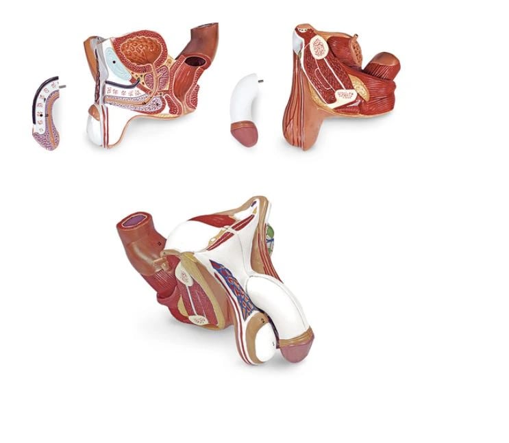Nasco Healthcare 4-Part Male Genitalia Anatomical Model