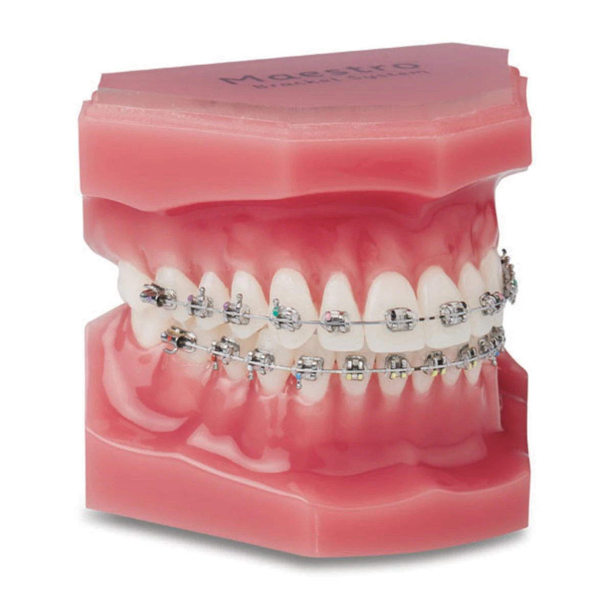 Typodont-Maestro 6X6 Orthodontic Model