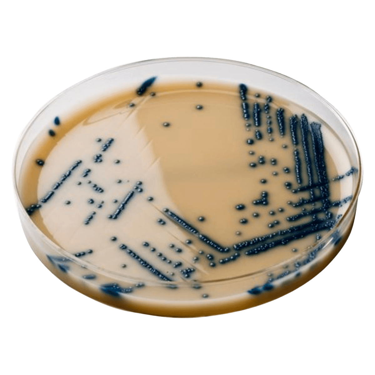 Remel Spectra VRE Agar Culture Media, Molecular, 18 mL, Semi-Opaque Light Tan, 10/Package