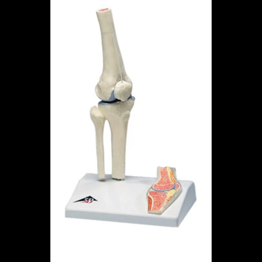 3B Scientific Mini Knee Joint Anatomical Model, 6.7x6.7x7.1" with Smart Anatomy App, Base Mounted, Each