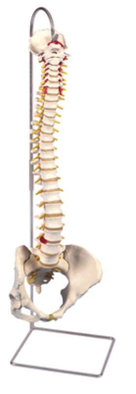 3B Scientific Flexible Spine Anatomical Model, Classic White, Female with Female Pelvis, 29x10x10", 6 lb, Without Stand