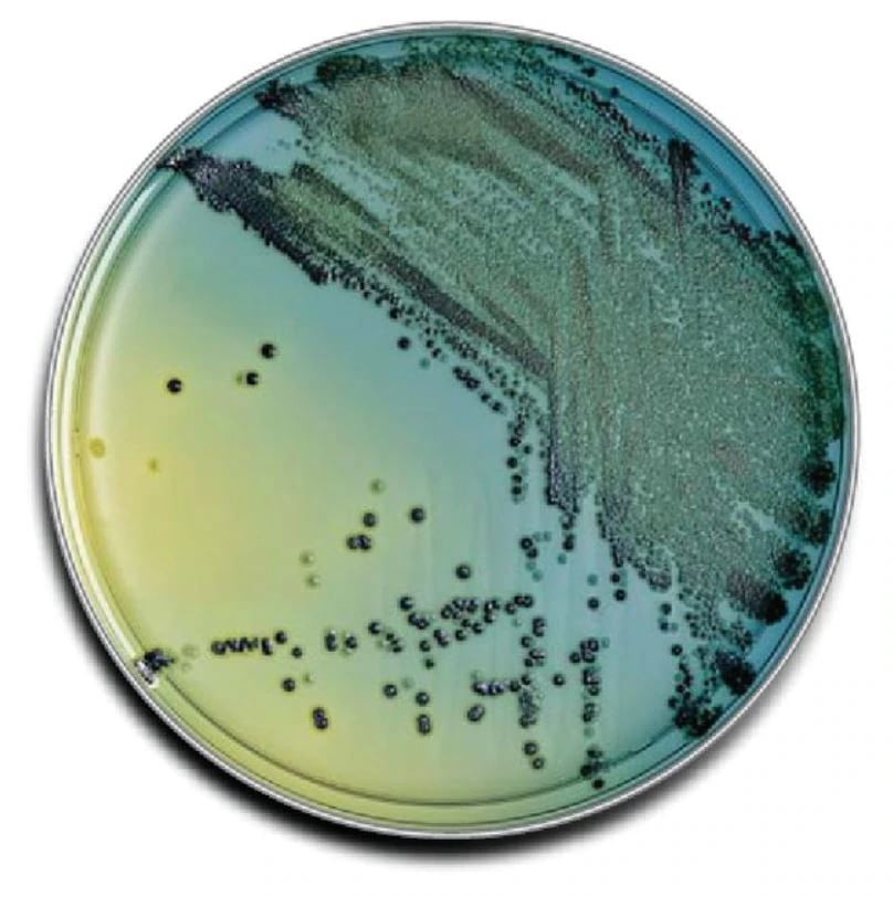 BD BBL Sabouraud Dextrose Agar with Chloramphenicol, 20/Package