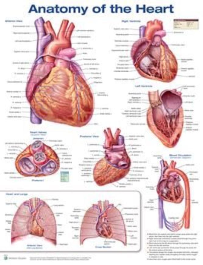Anatomy of the Heart Anatomical Chart, 20" x 26", Full Color, Labeled Illustrations