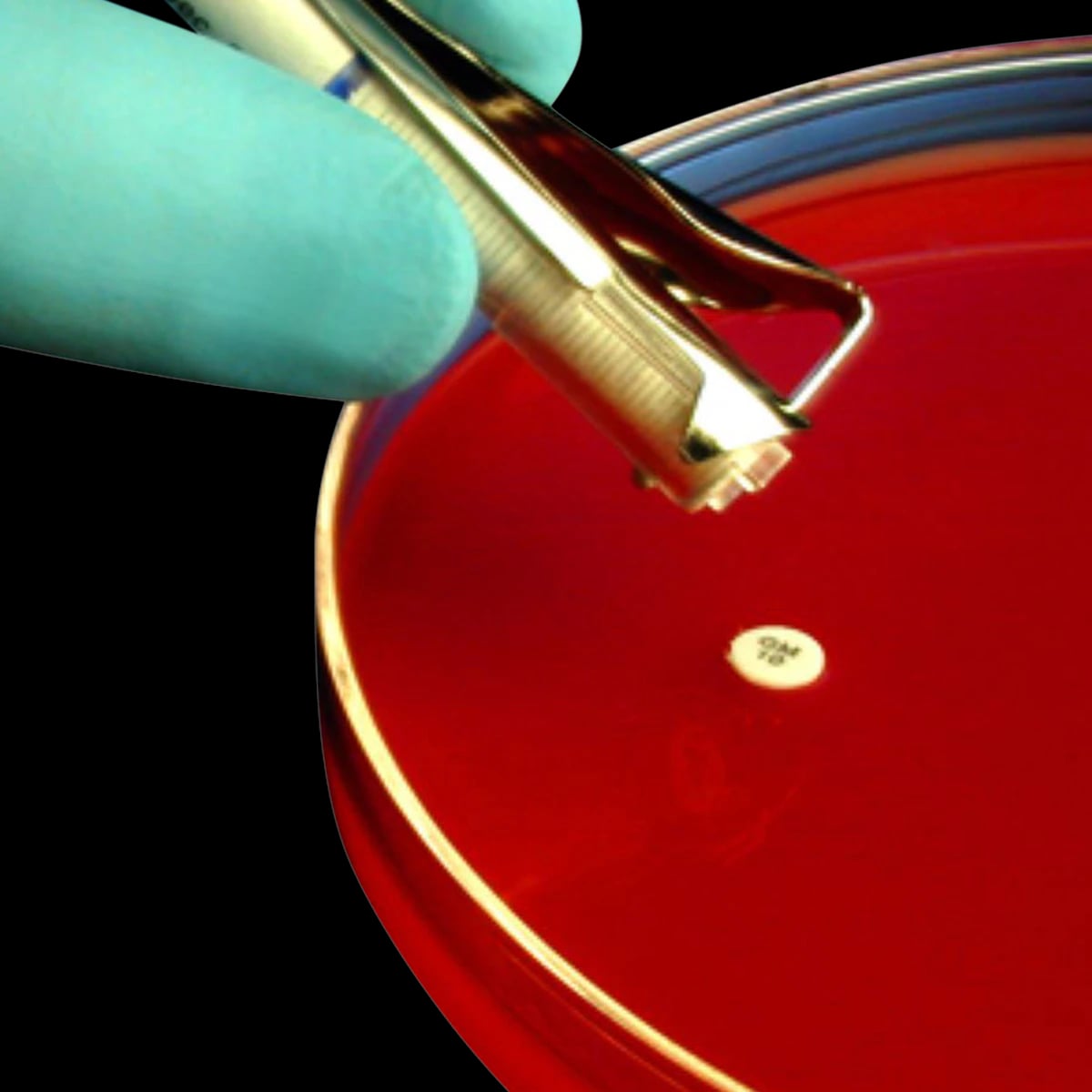 HardyDisk Sulfa/Trimethoprim Sensitivity Disk