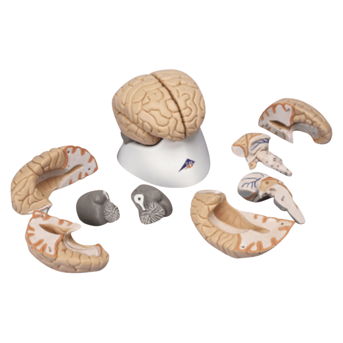 Nasco Healthcare Brain Human Anatomy Model, 8-Part, Medially Divided, Multicolor, 5-1/2 x 6-1/4 x 5-1/2 in