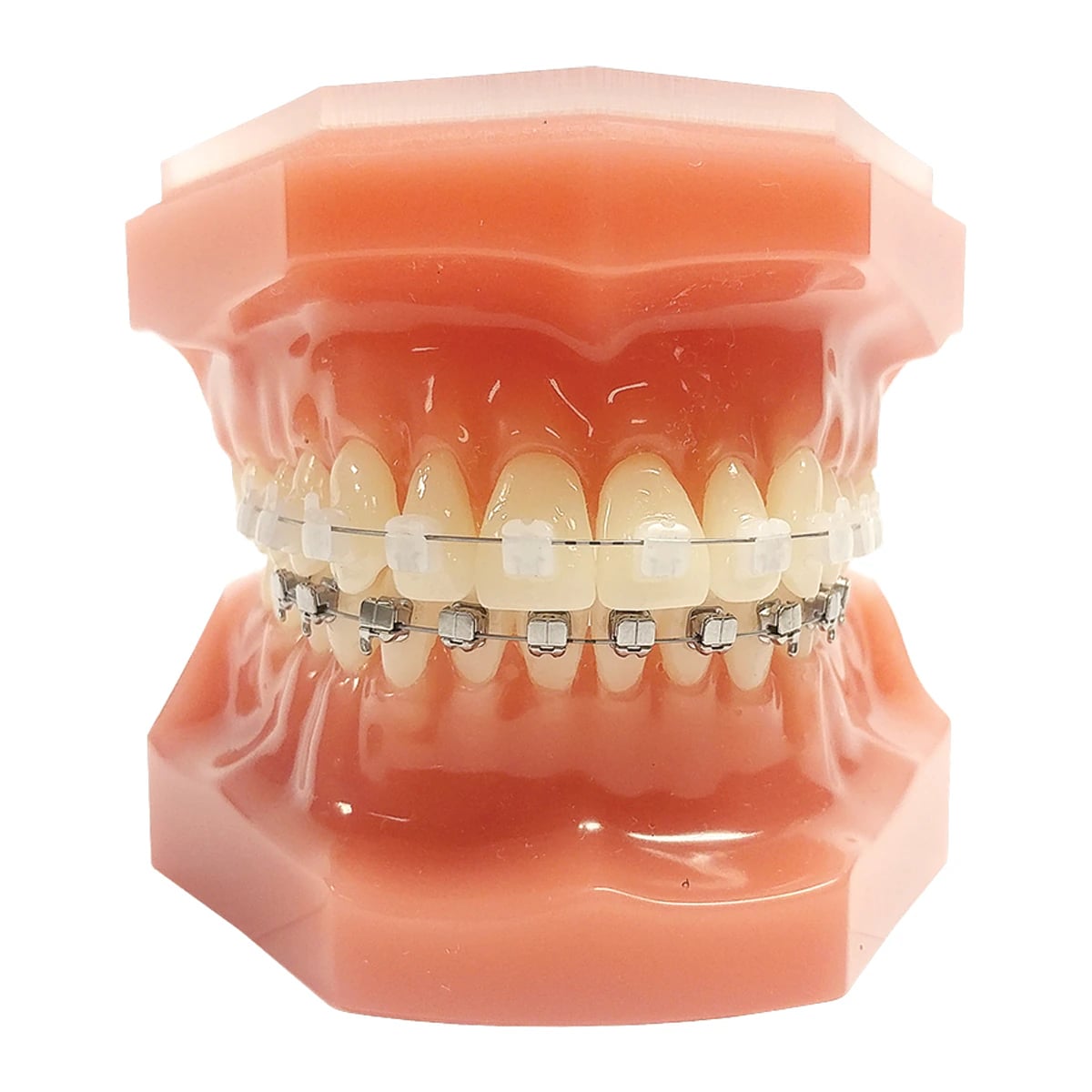 Typodont Carriere SLX 3D Mixed