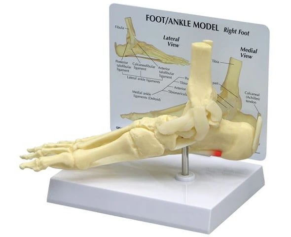 GPI Anatomicals Foot/Ankle/Plantar Fasciitis Full-Size Model, 9x2-3/4x4"