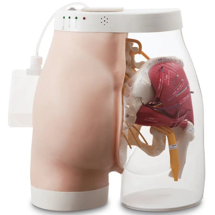 Nasco Healthcare Intramuscular Injection Buttocks Type 2 Trainer Model
