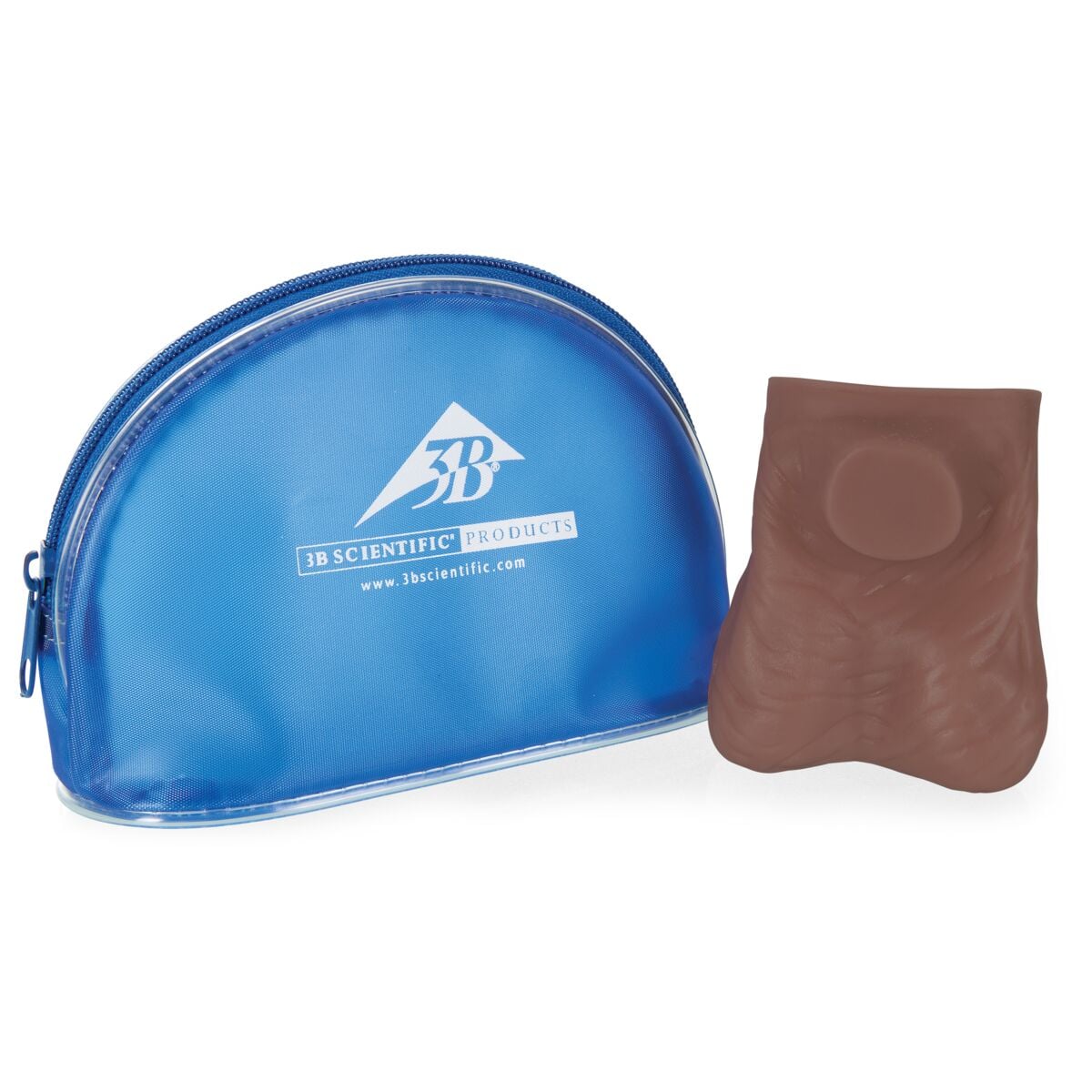 American 3B Scientific Testicle Training Model, Dark Skin, Each