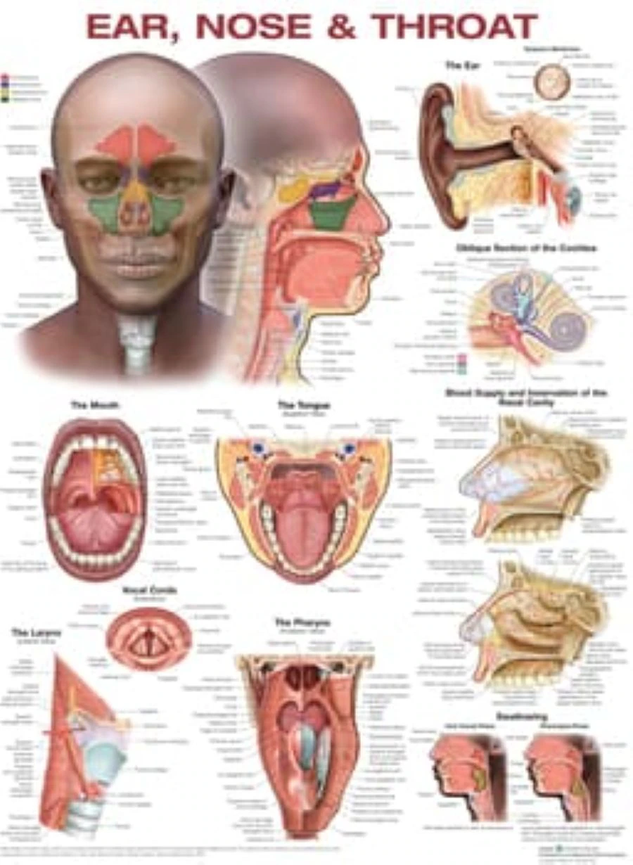 Ears/Nose/Throat Anatomical Chart, 20" x 25", Each