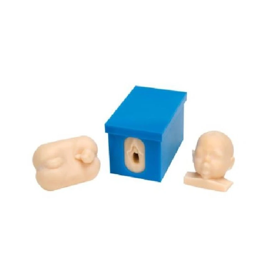 Vaginal Training Model Female, 1 Each