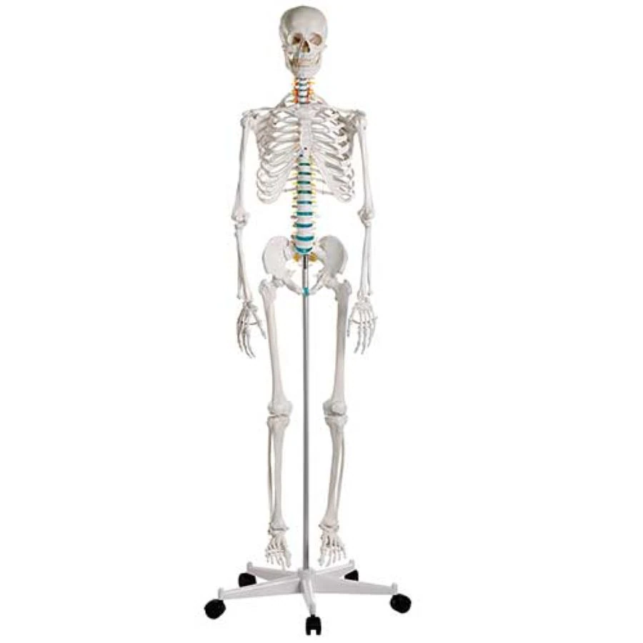 Nasco Healthcare Adult Skeleton with Mounted Stand and Casters