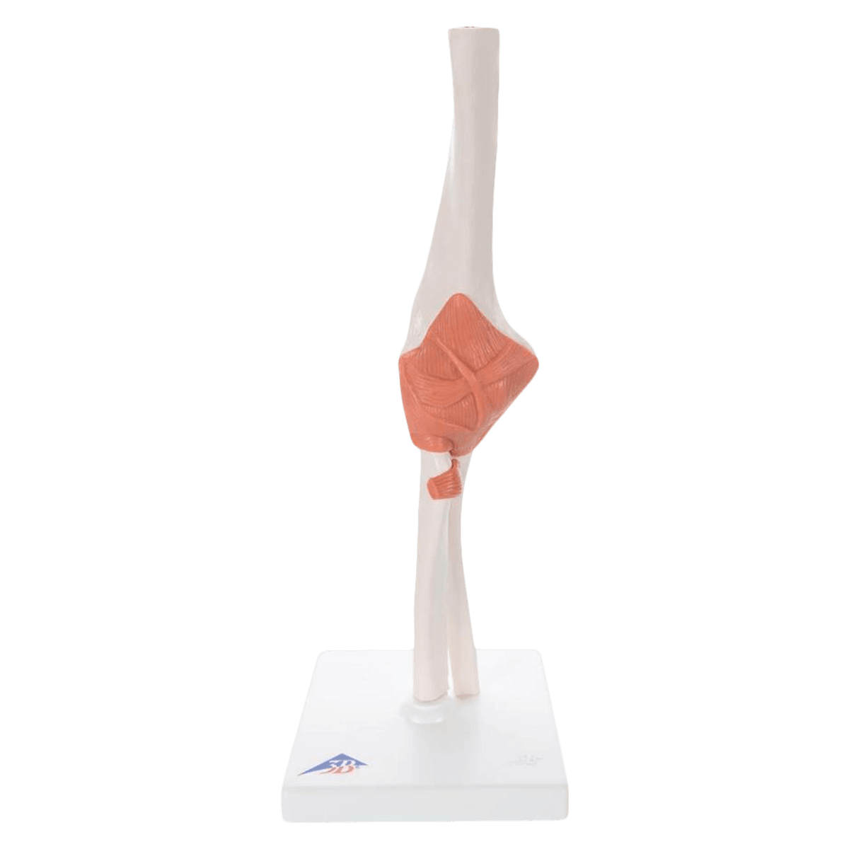 Functional Elbow Joint Anatomical Model, Adult Right, White, 5" x 5" x 15-1/2", Removable Ligaments