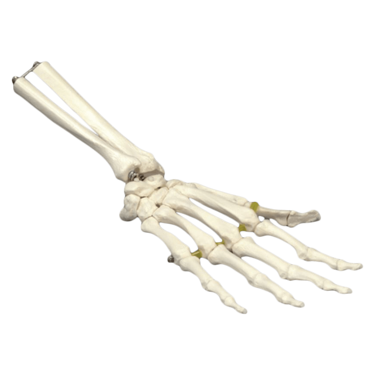 Skeleton Hand/Wrist Anatomical Model, Adult Right, Wired, Each