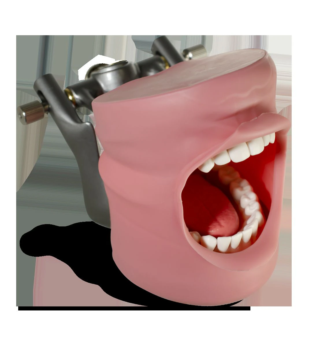 Acadental ModuPRO DH Plus Dental Hygiene Model with Oral Cavity Cover and Simulated Tongue