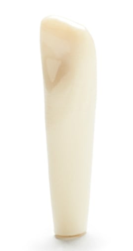 Columbia Dentoform Ivorine Typodont Tooth #25 (T-860)
