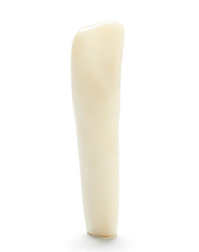 Columbia Dentoform Ivorine Typodont Tooth #24 (T-860)