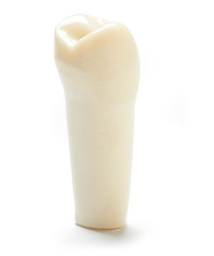 Columbia Dentoform Ivorine Typodont Tooth #5 (T-860)