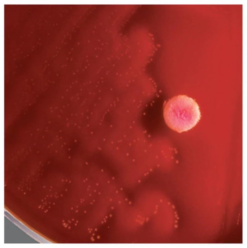 Remel PYR/Esculin Reagent Discs, 25 per Vial