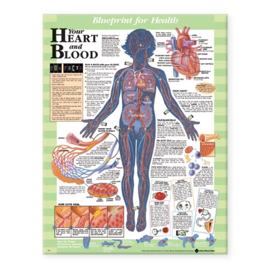 Blueprint for Health Your Heart and Blood Anatomical Chart, Laminated, 20" x 26", Kate Sweeney