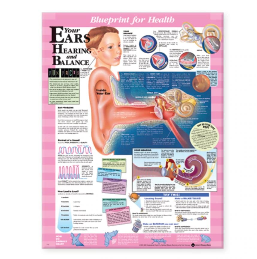 Blueprint for Health Your Ears Anatomical Chart, Laminated, 20" x 26", Each
