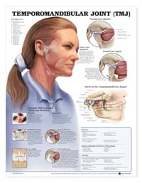 Poster TMJ Anatomical Chart, Temporomandibular Joint, 20 in x 26 in, Laminated