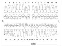 Label Tooth Chart Anatomy, 4 in x 3 in, 100/Package