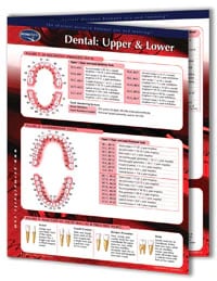 Permachart Dental Upper/Lower Laminated Chart, 2 Panels, English, 8.5" x 11"