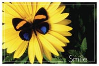 Sherman Specialty Recall Card Butterfly Smile, Laser 4-Up, 8.5 in x 11 in, 200/Package