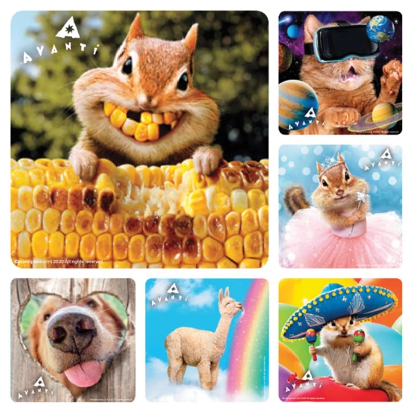 Avanti Animal Stickers, 2.5" x 2.5", Assorted Designs, 100 per Roll, PS709