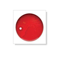 BD BBL Taxo V Factor Sensi-Disc, 1/4" Diameter, 30 Discs per Cartridge