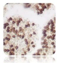 Azer Scientific Warthin-Starry Stain Kit