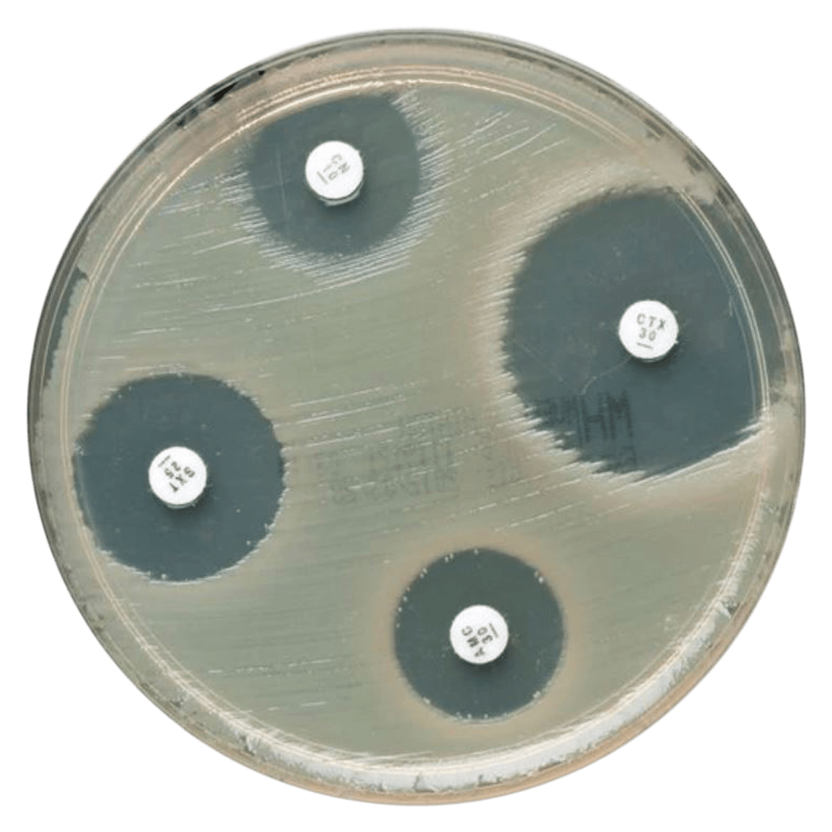 Remel Tetracycline Susceptibility Test Discs, 5x50 Count, 5/Package