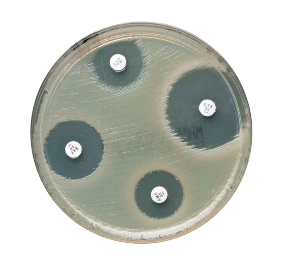 Oxoid Vancomycin Susceptibility Disk, 5x50 Count, 5/Package