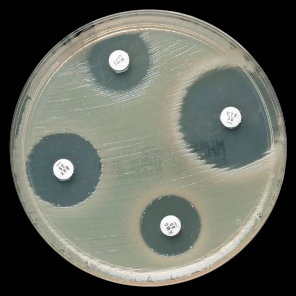 Oxoid Ciprofloxacin Antimicrobial Susceptibility Disk, 5 µg, 50 Disks per Package, 5 Packages