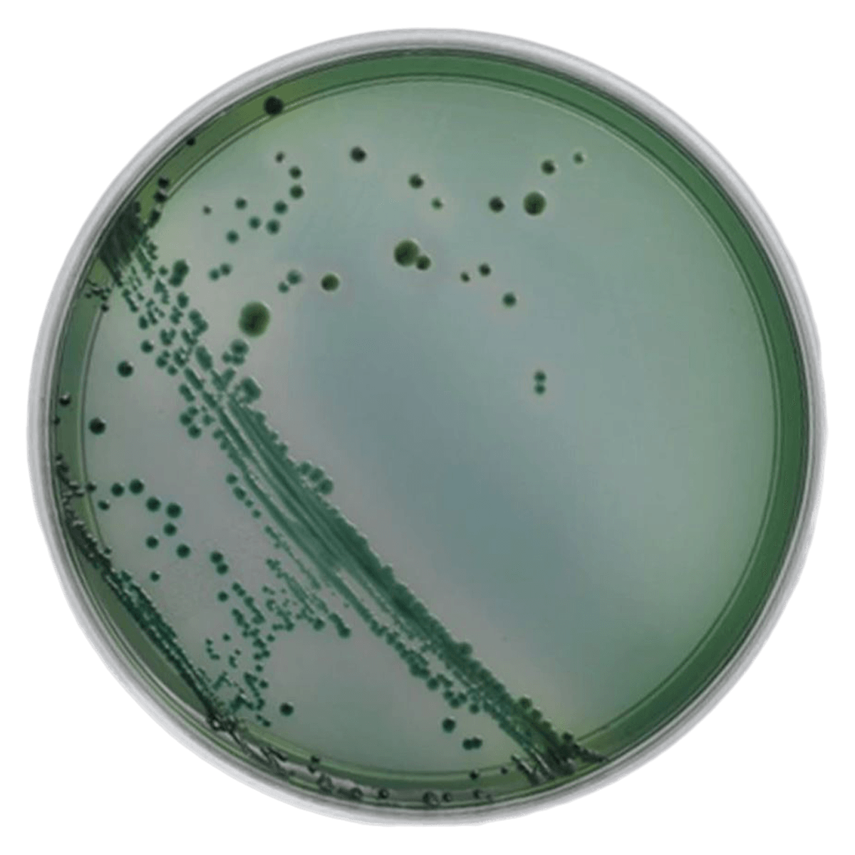 Remel Monoplate Culture Media TCBS Agar (Thiosulfate-Citrate-Bile-Sucrose), 10 Plates/Package
